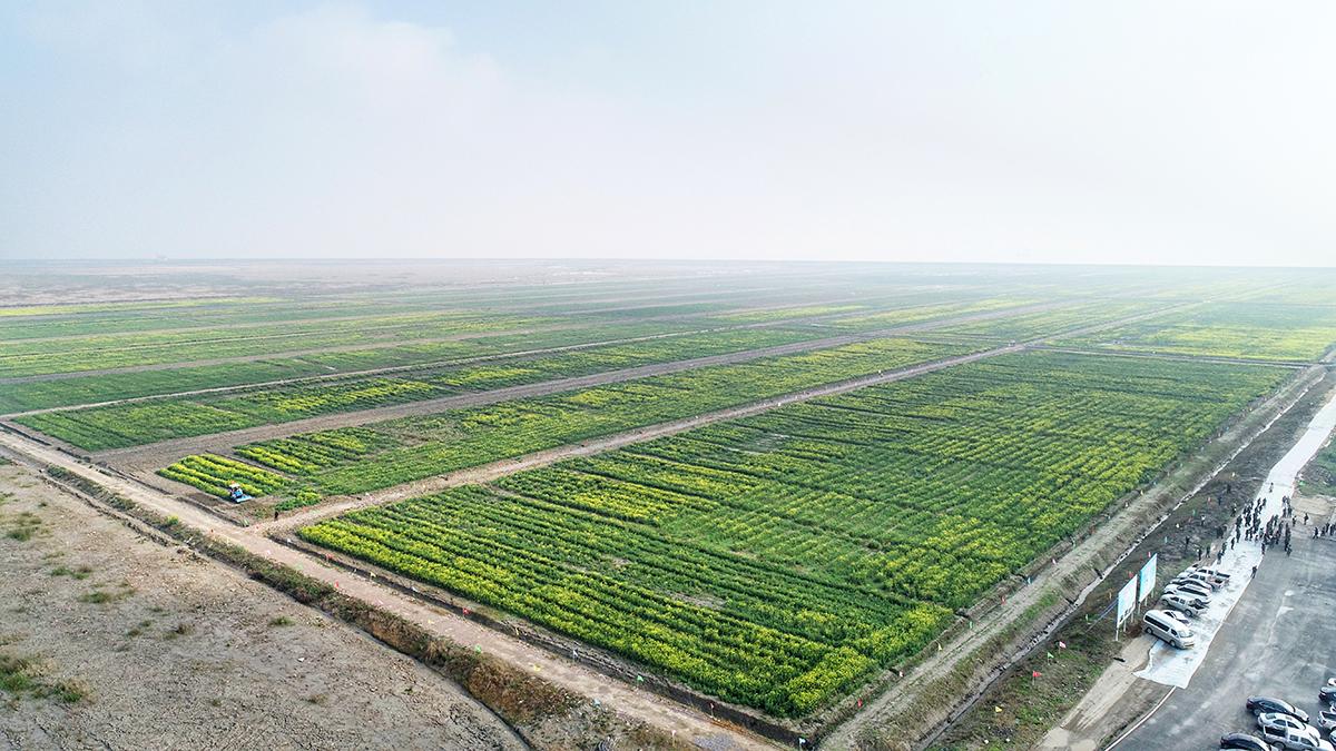 1400畝耐鹽鹼油菜與周邊鹽鹼地形成鮮明對比